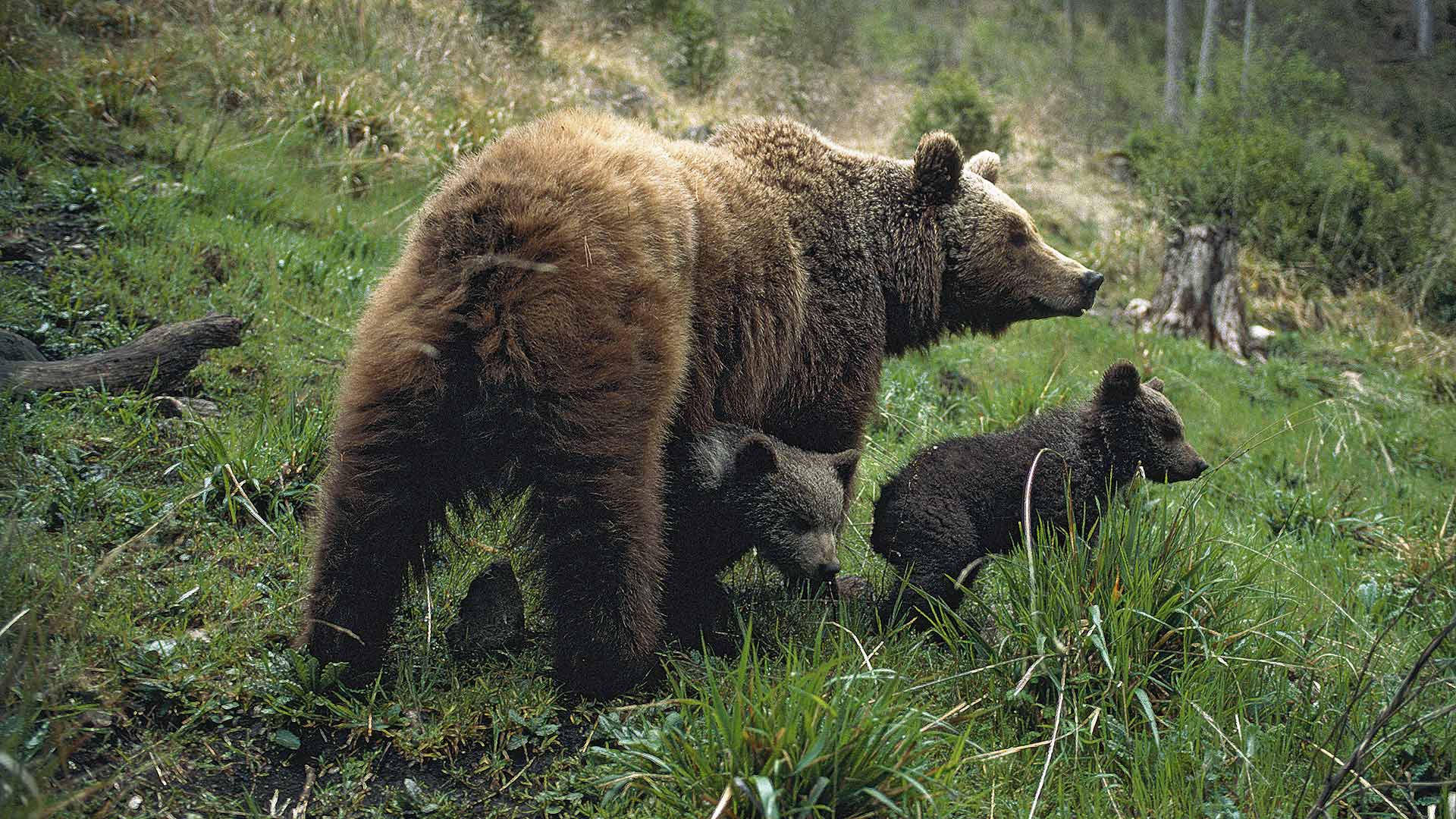 Los últimos osos de España: espíritus del bosque que han esquivado la extinción